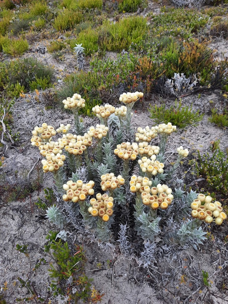 Achyranthemum mucronatum photo 3