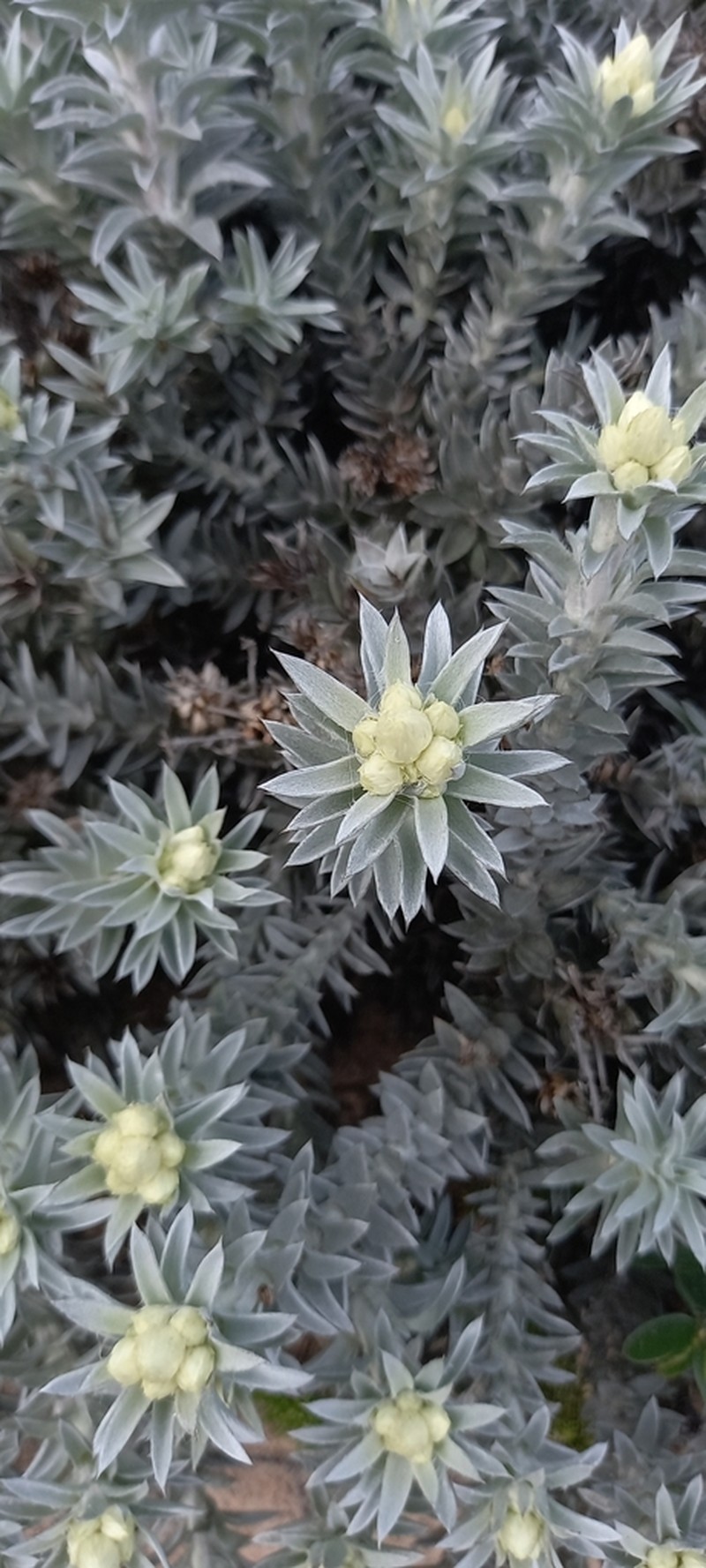 Achyranthemum mucronatum photo 4