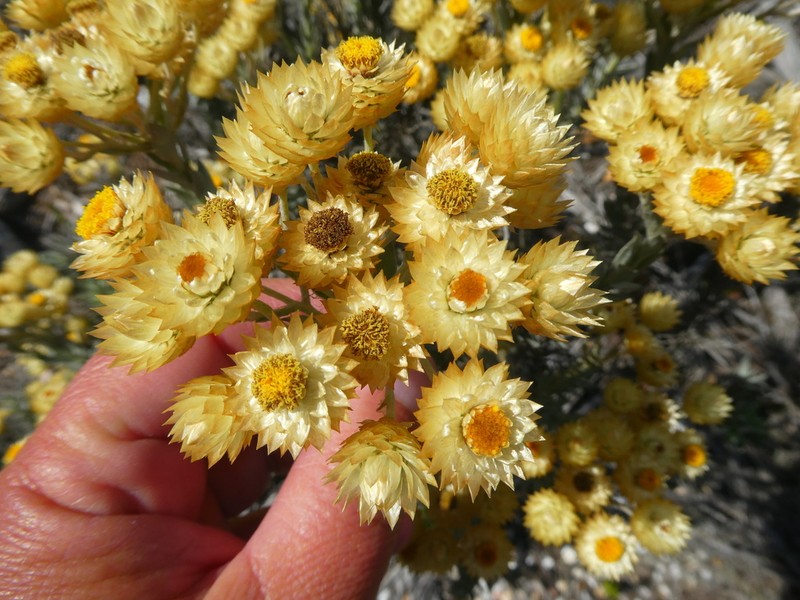 Achyranthemum mucronatum photo 5