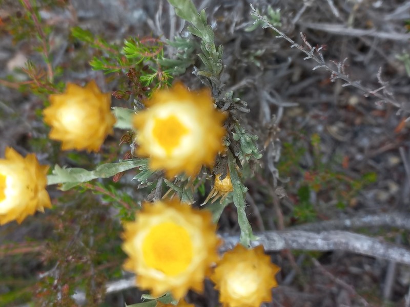 Achyranthemum mucronatum photo 6