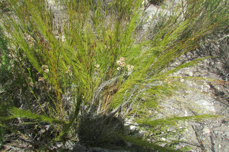 Achyranthemum mucronatum photo 7