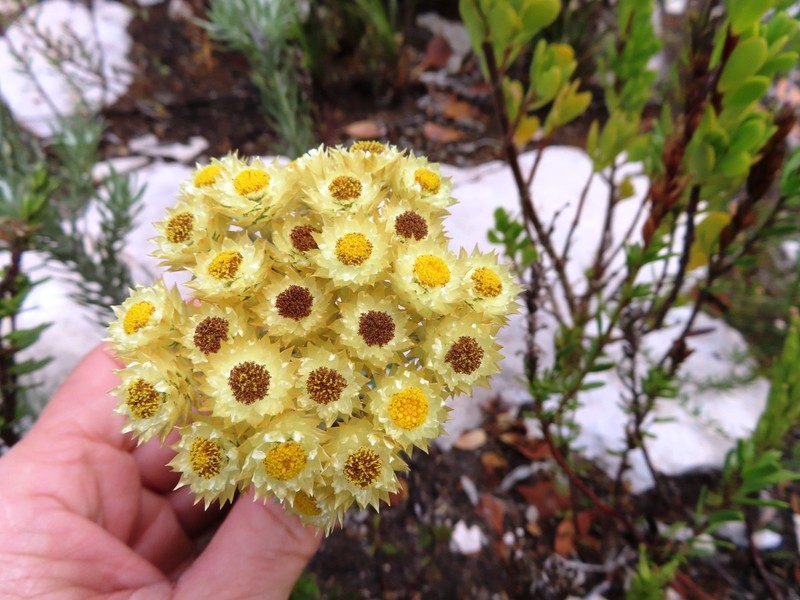 Achyranthemum mucronatum photo 8