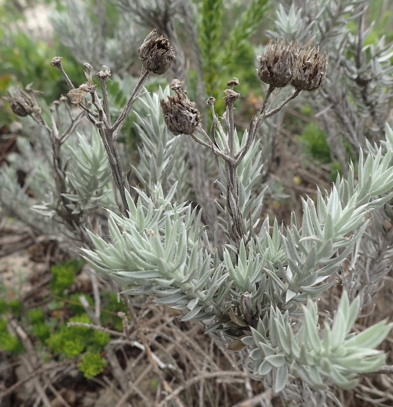 Achyranthemum paniculatum