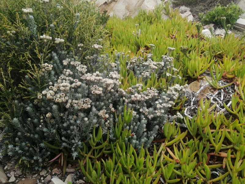 Achyranthemum paniculatum photo 2