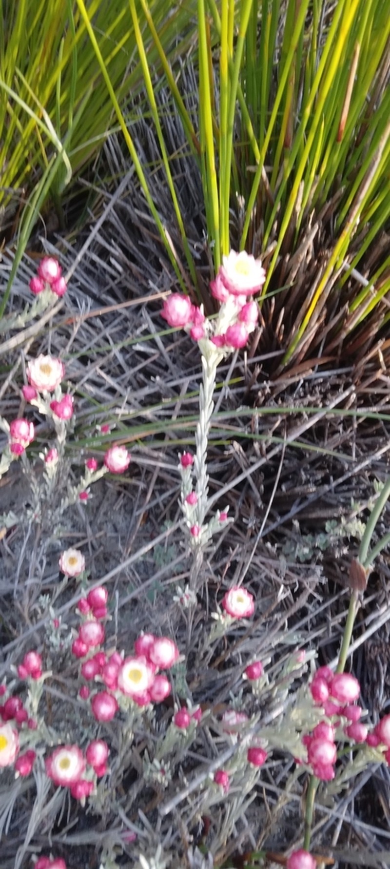 Achyranthemum paniculatum photo 3
