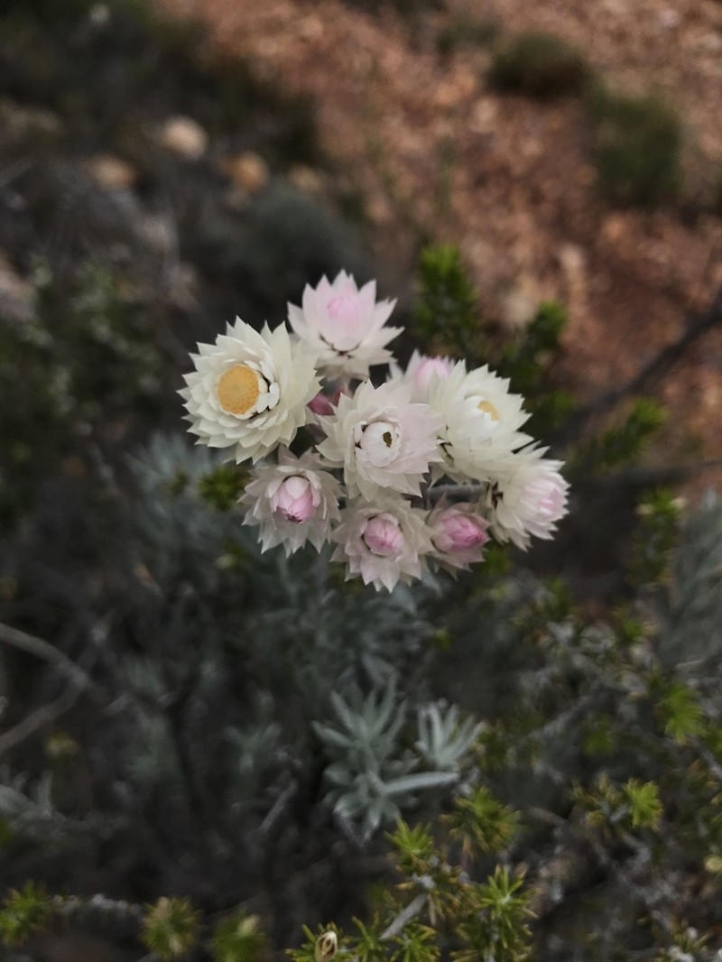 Achyranthemum paniculatum photo 4