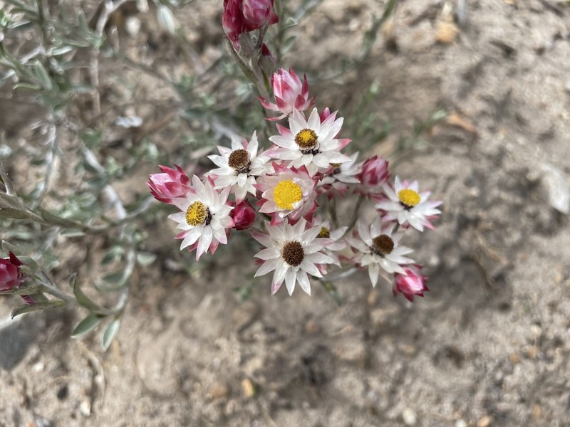 Achyranthemum paniculatum photo 6