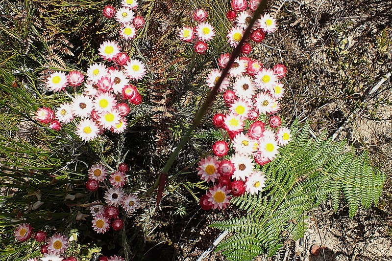 Achyranthemum paniculatum photo 7