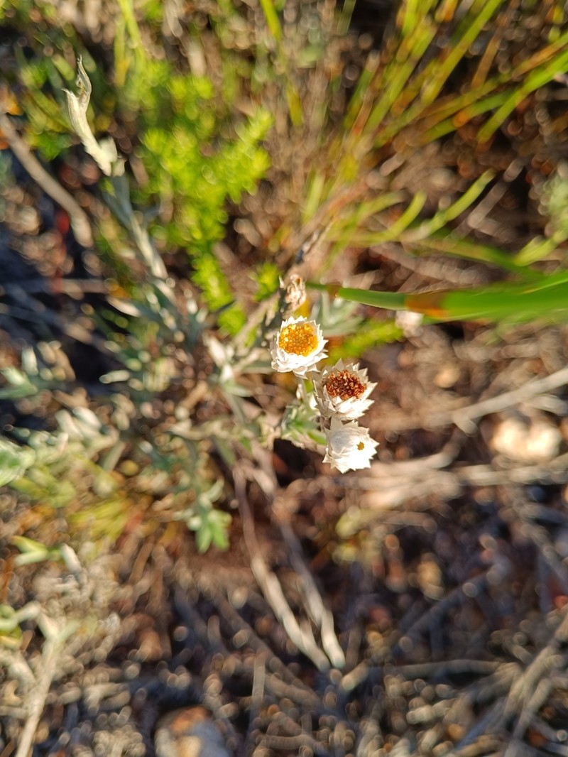 Achyranthemum paniculatum photo 8