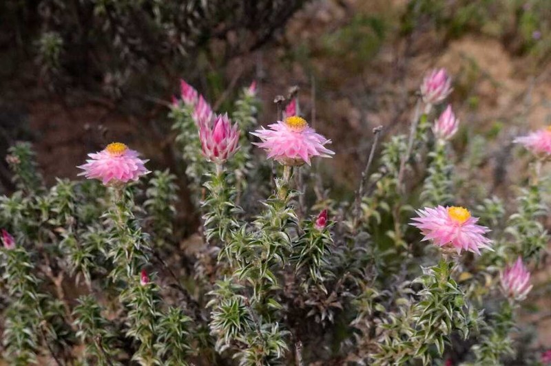 Achyranthemum recurvatum
