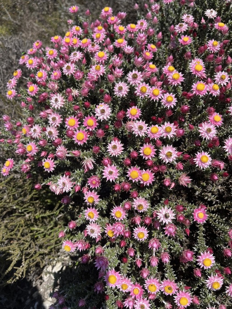 Achyranthemum recurvatum photo 2