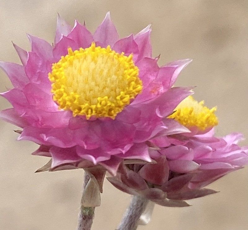 Achyranthemum recurvatum photo 3
