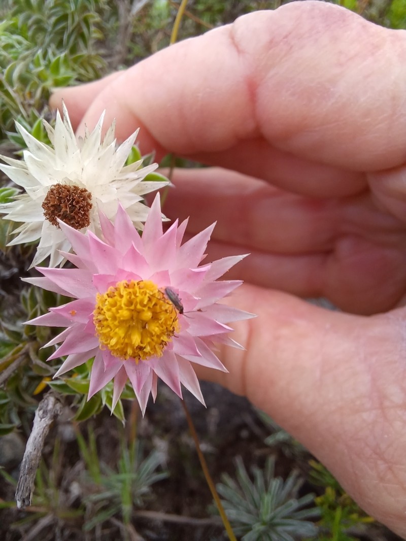 Achyranthemum recurvatum photo 4