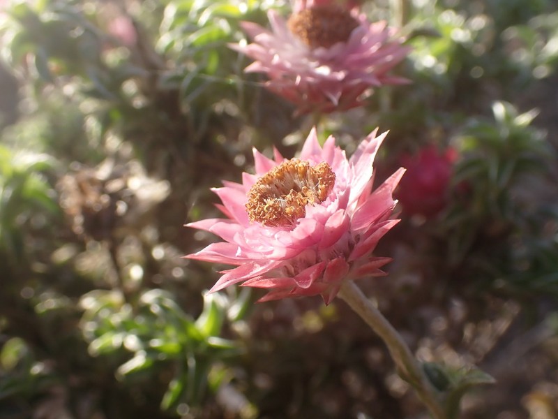 Achyranthemum recurvatum photo 5