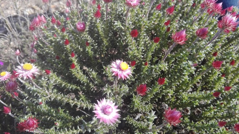 Achyranthemum recurvatum photo 6