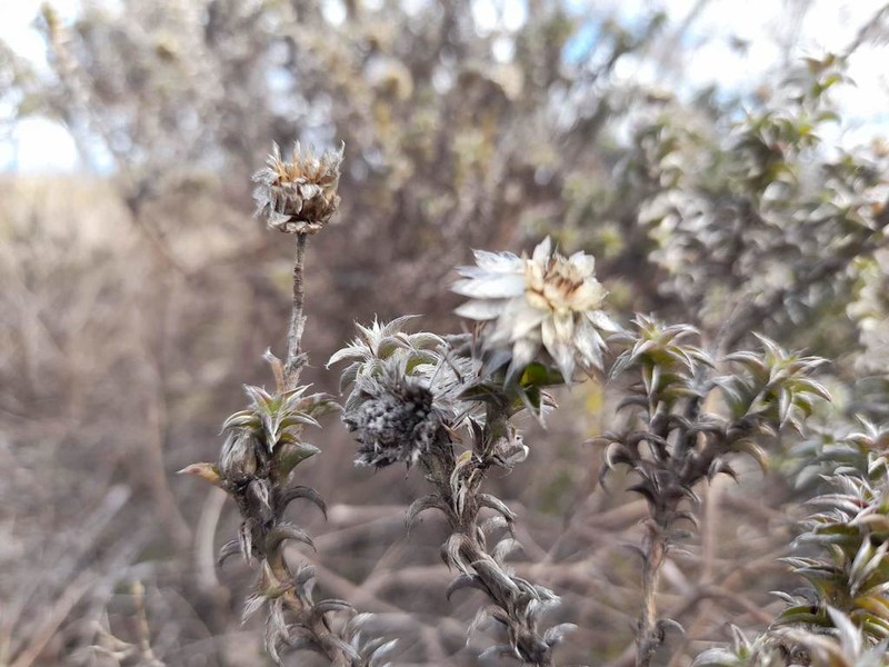 Achyranthemum recurvatum photo 7