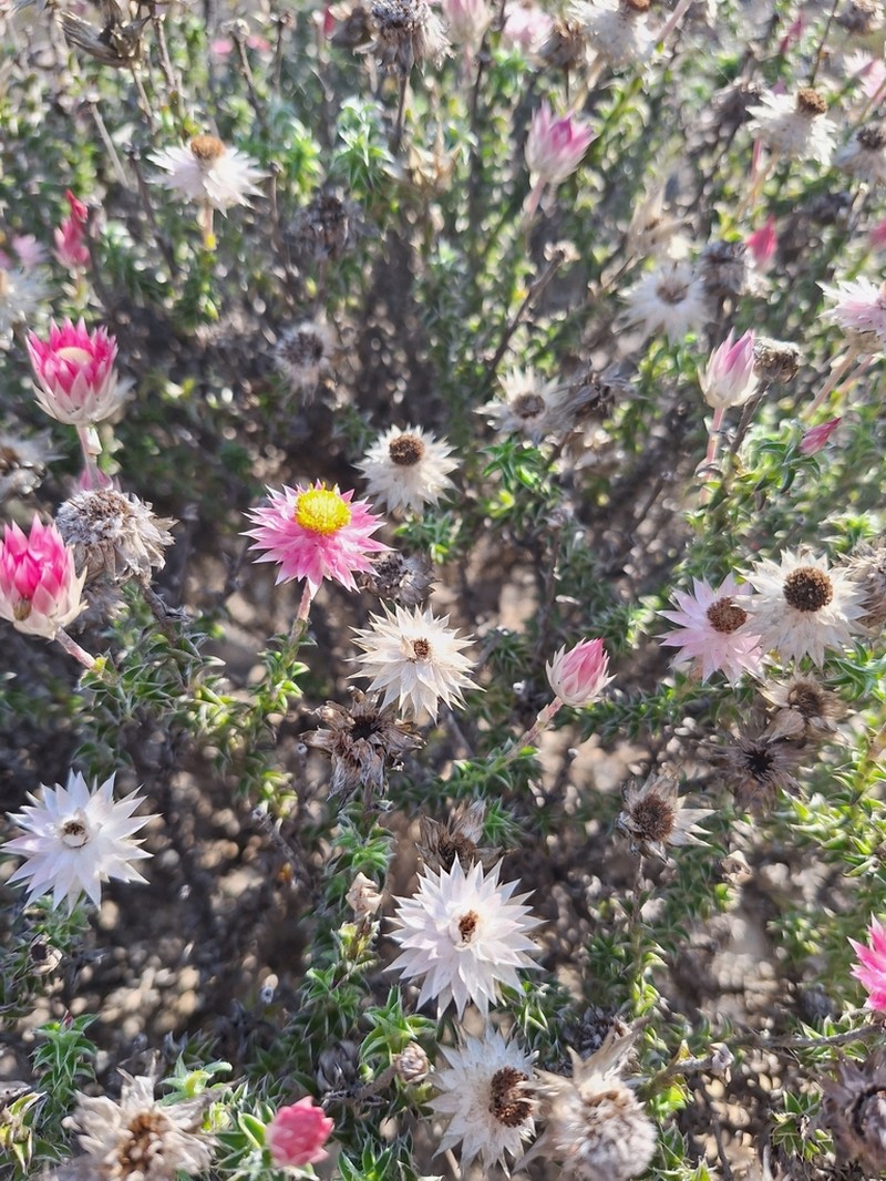 Achyranthemum recurvatum photo 8