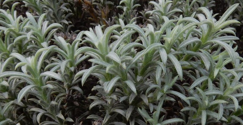 Achyranthemum sordescens