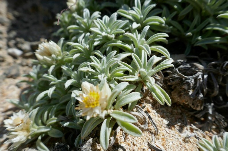 Achyranthemum sordescens photo 2