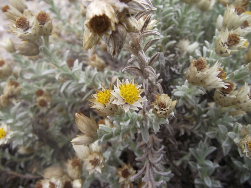 Achyranthemum sordescens photo 3