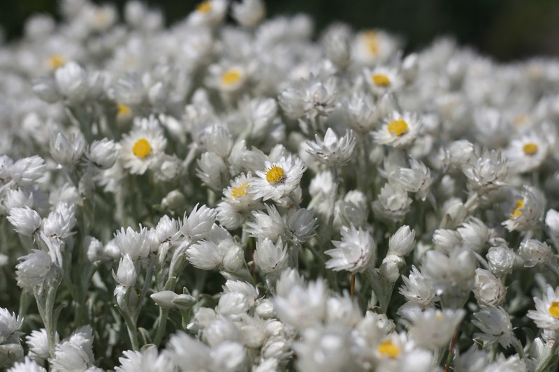 Achyranthemum sordescens photo 4