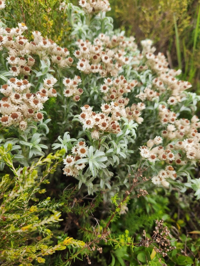 Achyranthemum sordescens photo 5