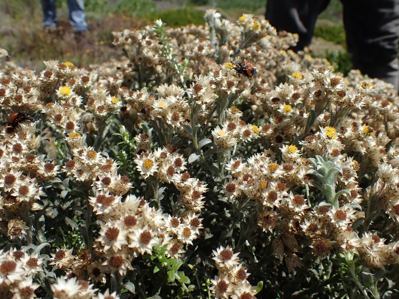 Achyranthemum sordescens photo 6