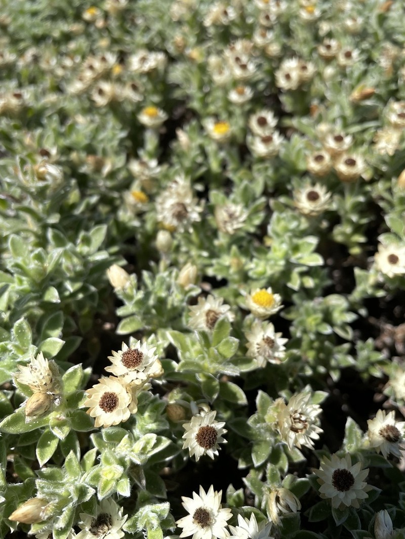 Achyranthemum sordescens photo 7