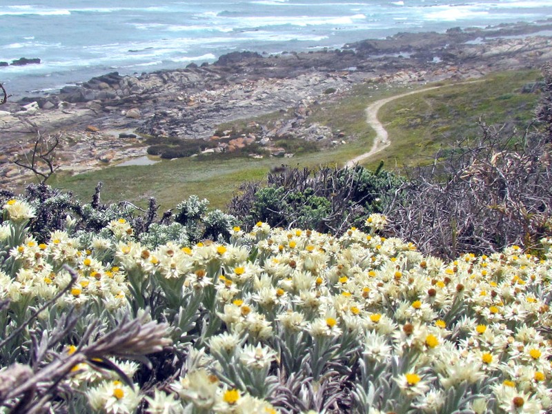Achyranthemum sordescens photo 8