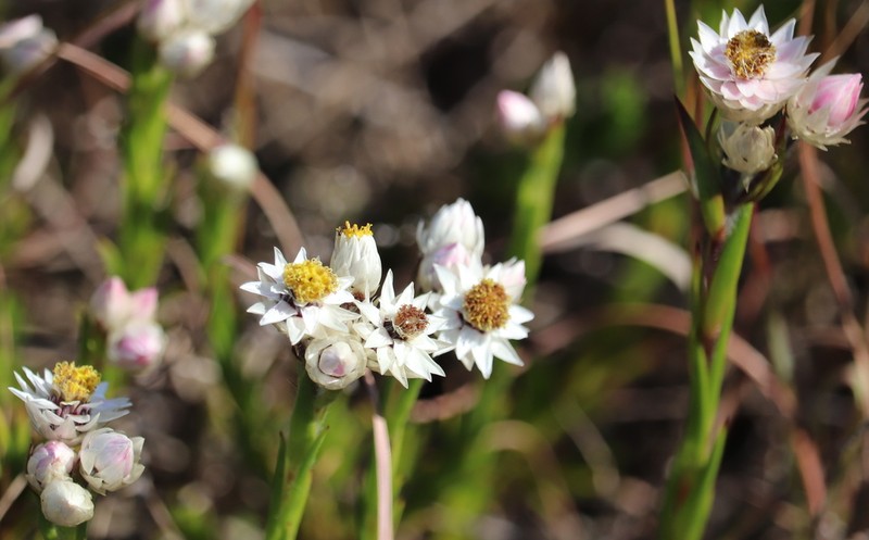 Achyranthemum striatum