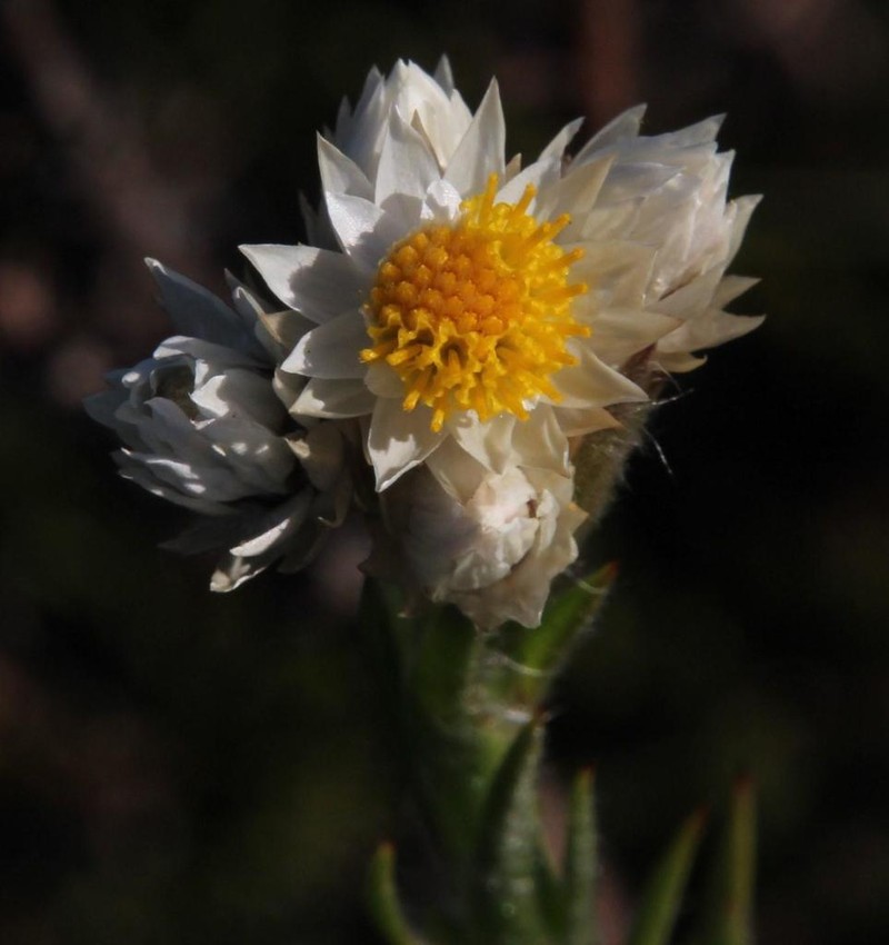 Achyranthemum striatum photo 2