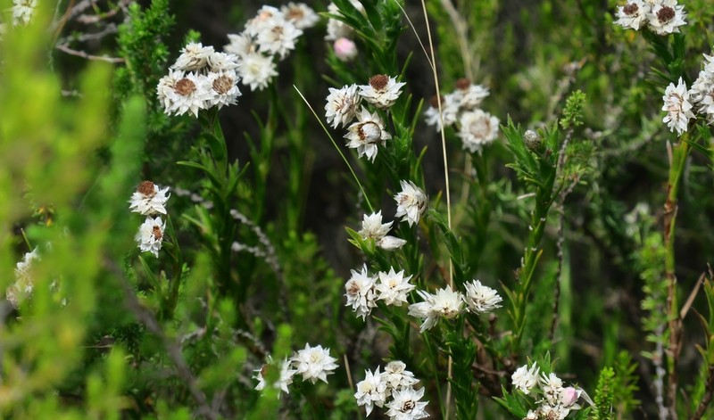 Achyranthemum striatum photo 3