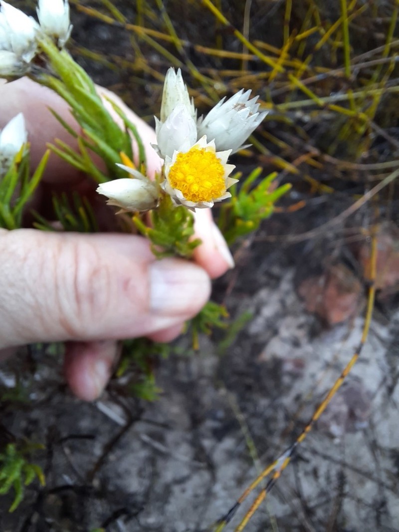 Achyranthemum striatum photo 4