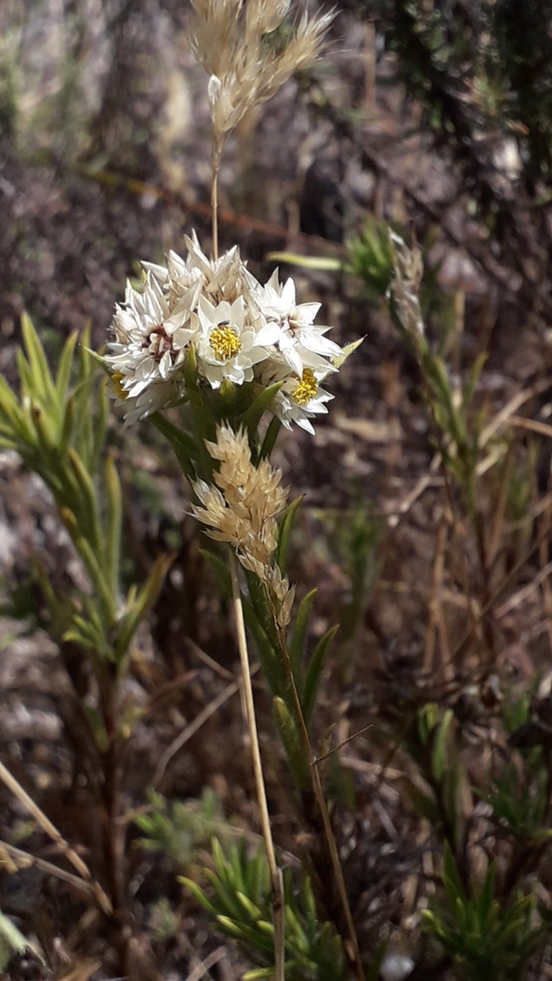 Achyranthemum striatum photo 5