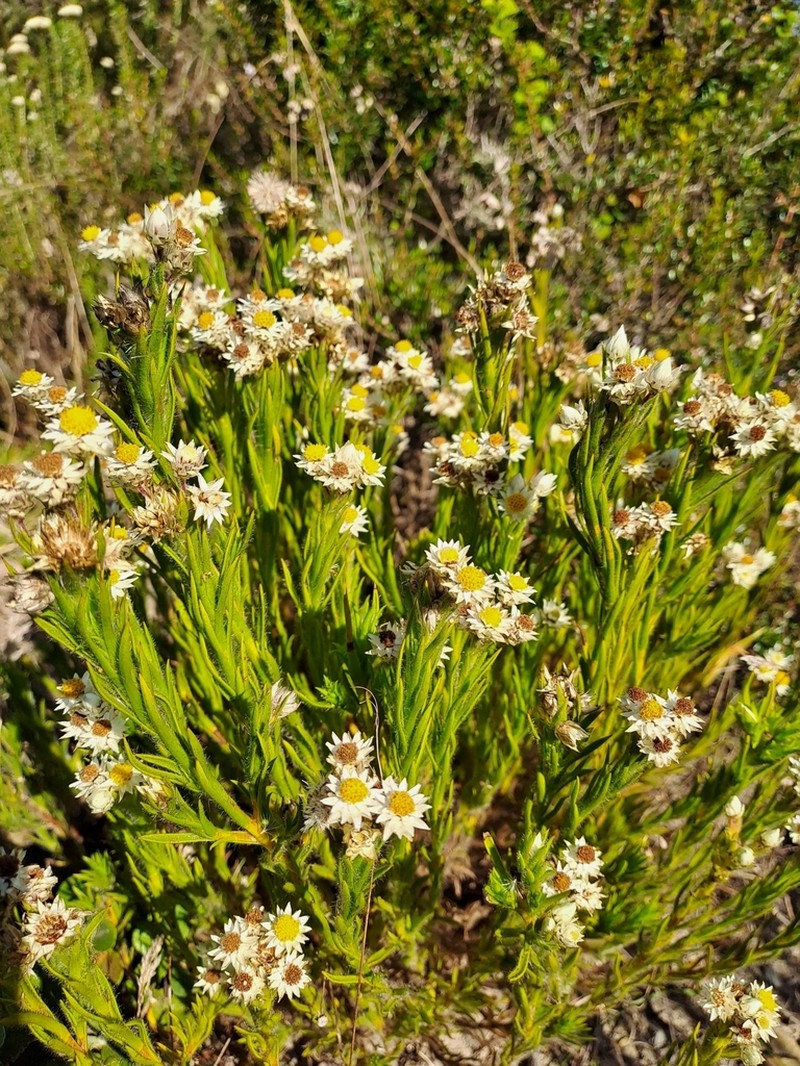 Achyranthemum striatum photo 6
