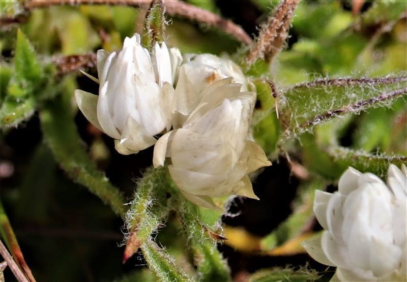 Achyranthemum striatum photo 7