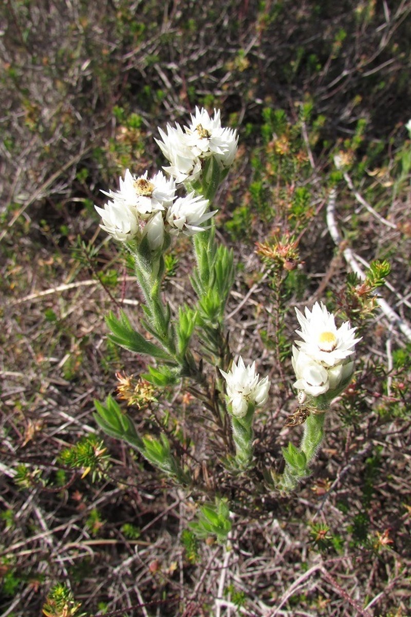 Achyranthemum striatum photo 8