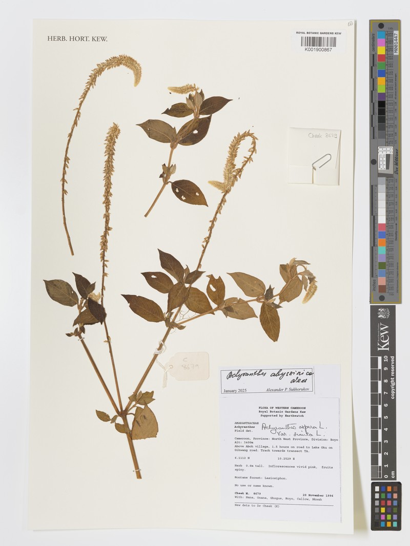 Achyranthes abyssinica