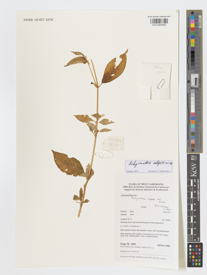Achyranthes abyssinica photo 2