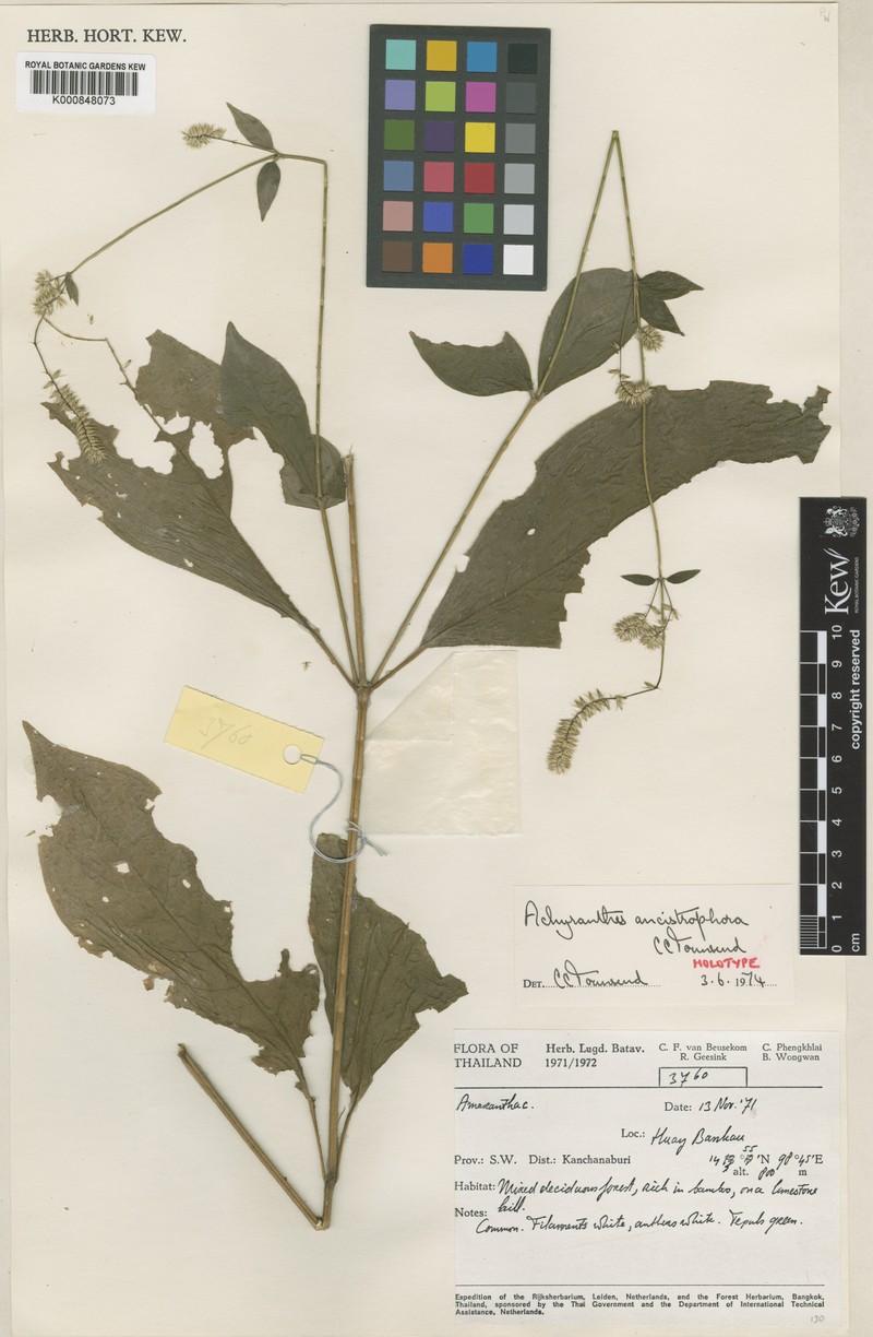 Achyranthes ancistrophora