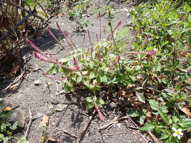 Achyranthes annua