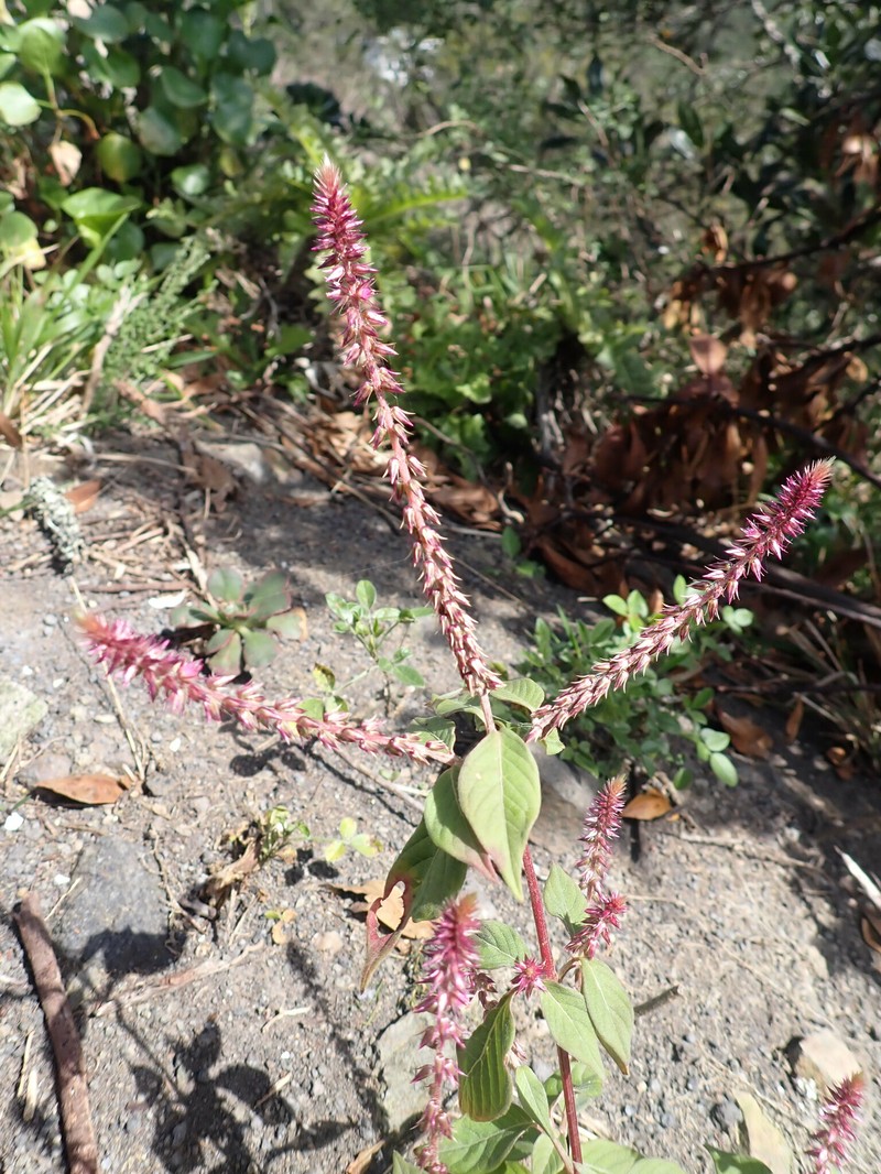Achyranthes annua photo 2