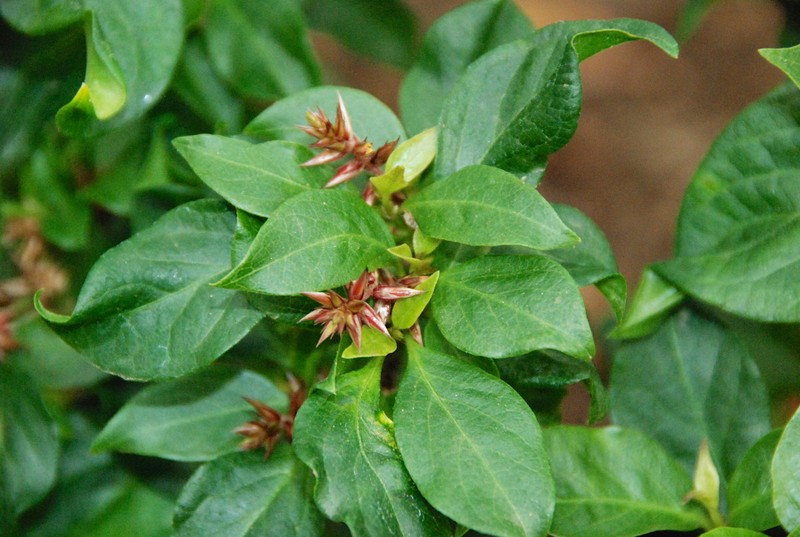 Achyranthes arborescens