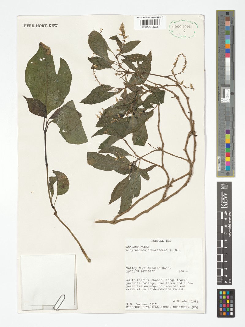 Achyranthes arborescens photo 2