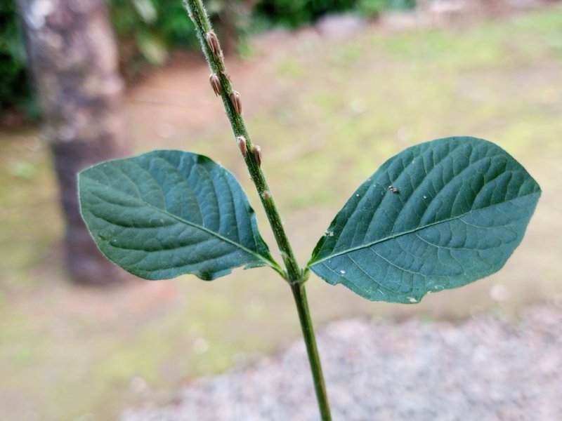 Devil's Horsewhip photo 2
