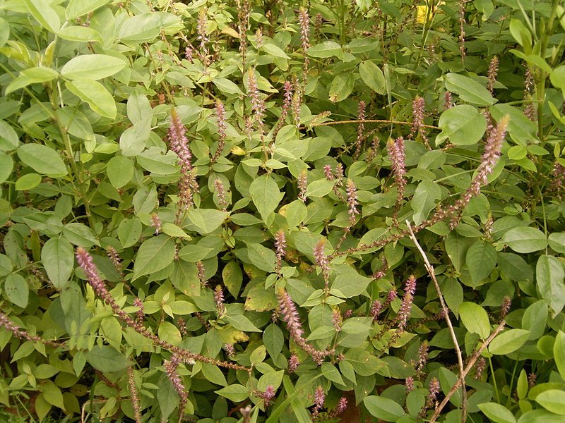 Devil's Horsewhip photo 4
