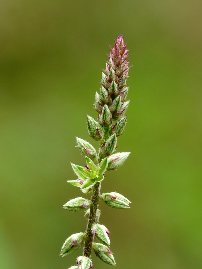 Devil's Horsewhip