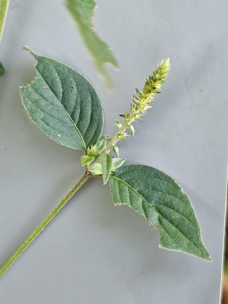 Achyranthes aspera var. aspera photo 2
