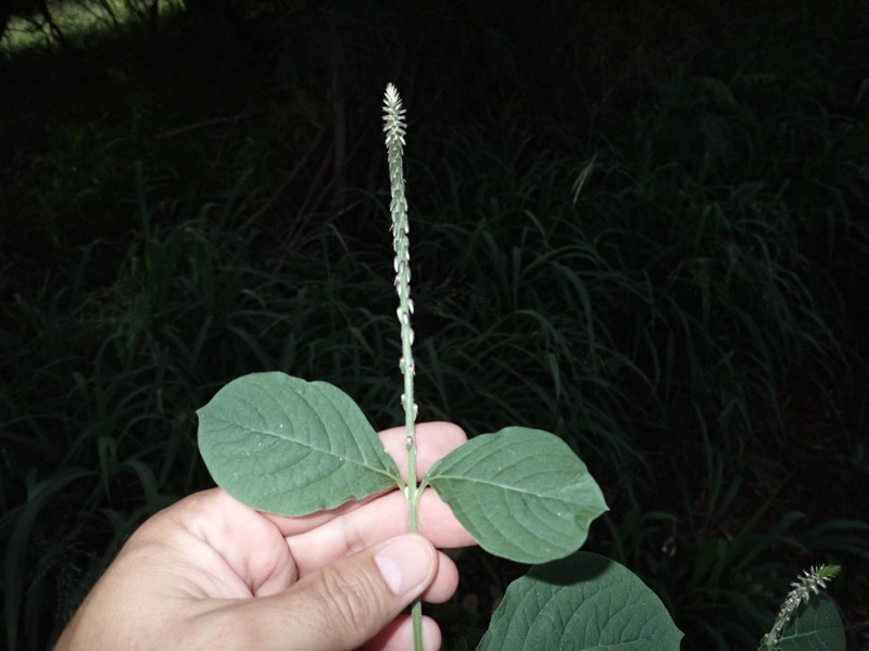 Achyranthes aspera var. aspera photo 3