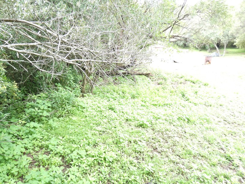 Achyranthes aspera var. aspera photo 4